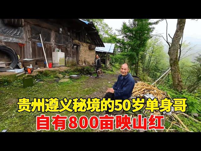 探访贵州遵义秘境的50岁单身哥，自有800亩映山红盛开，是一个赏花得好去处！【乡村阿泰】