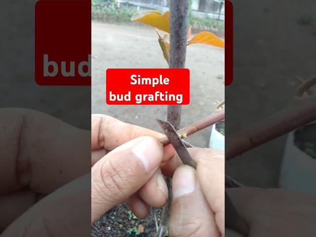 Simple bud grafting #grafting #budgrafting #bougainvillea #gardening #howto #howtografting