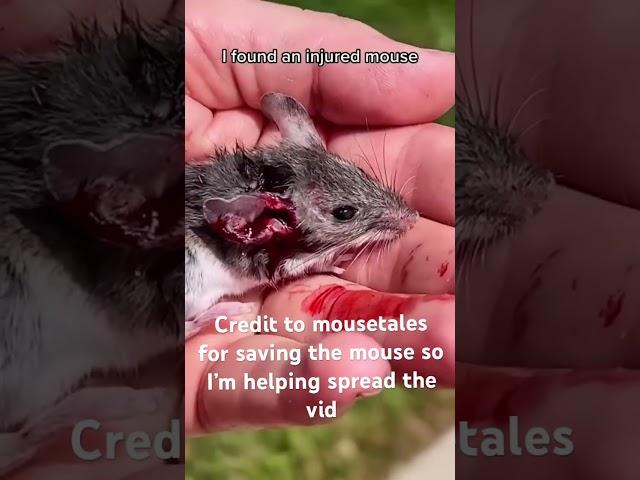 Credit to mousetales