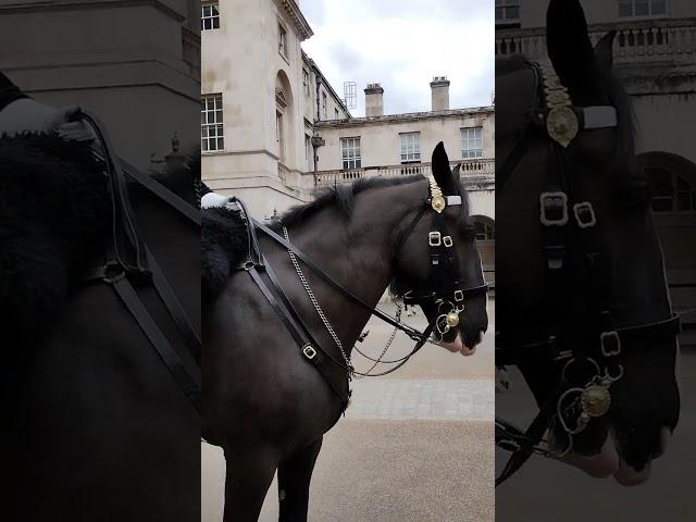 Change Of Horse Guards - The King's Life Guard - London