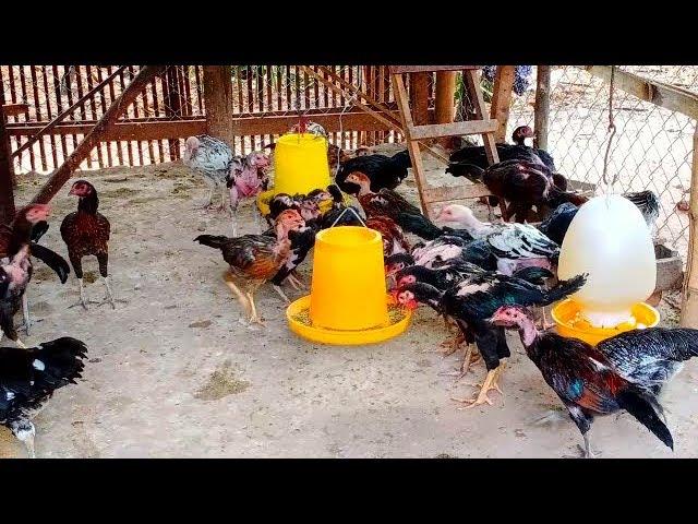 Chicken Videos At Farm