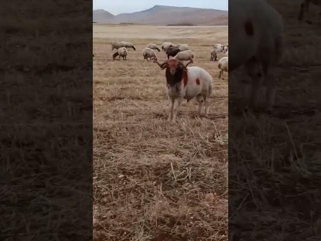اشتركو بقناتي مربي الاغنام غنم جبل مشاءالله تبارك الرحمن