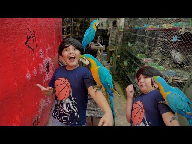 Ali ko 5 lakh ka Macaw Parrot passand a gaya  || Macaw Parrot ny Ali pr Attack kr deya  ||