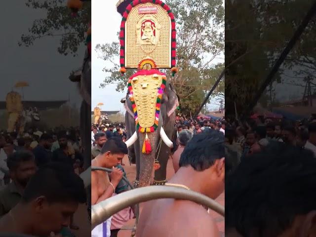 kerala elephant| pooram  | aanapremi #shorts