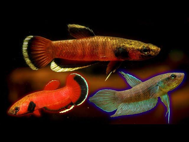 Three Wild Betta Fish Varieties - Highly Recommend These