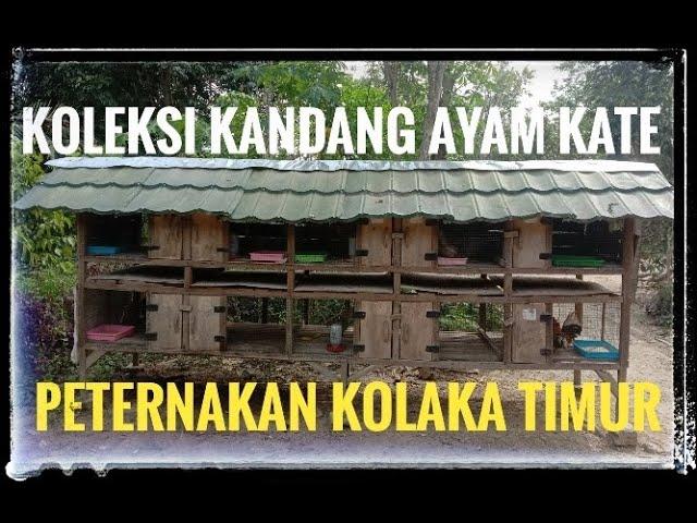 KOLEKSI AYAM KATE DIKANDANG PETERNAKAN KOLAKA TIMUR 