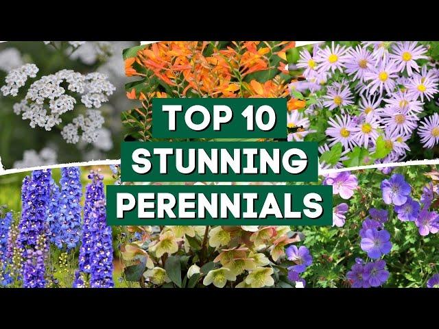 10 Stunning Perennials Every Garden Should Have!  // PlantDo Home & Garden