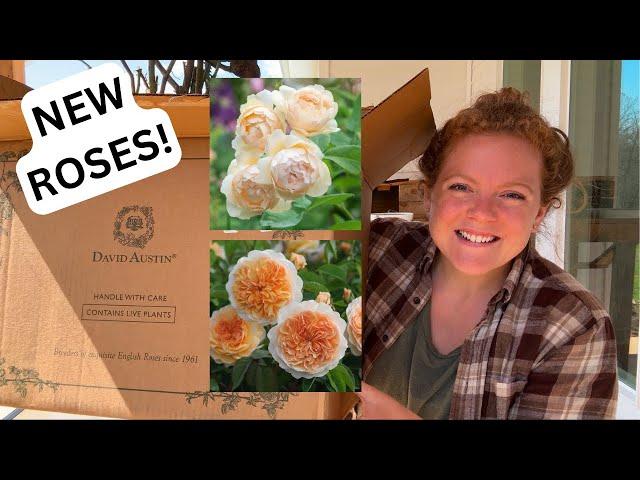 UNBOXING & PLANTING 7 NEW DAVID AUSTIN ROSES     Landscaping Around Our House