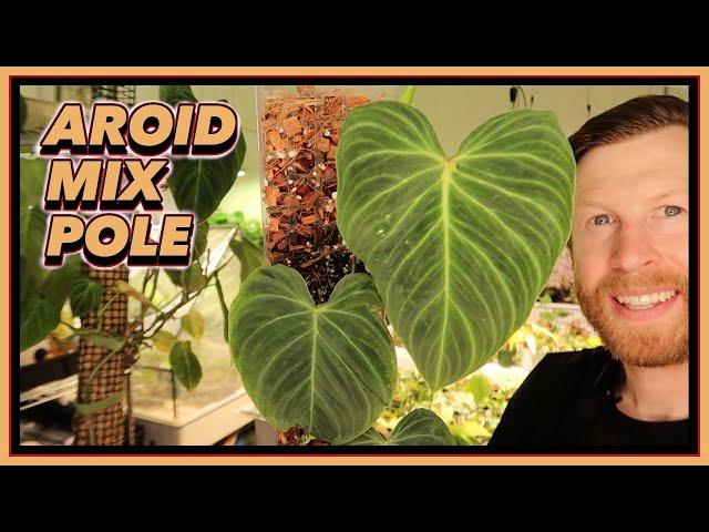 Aroid Mix Poles WILL Replace your Moss ||  How to GROW LARGE Leaves