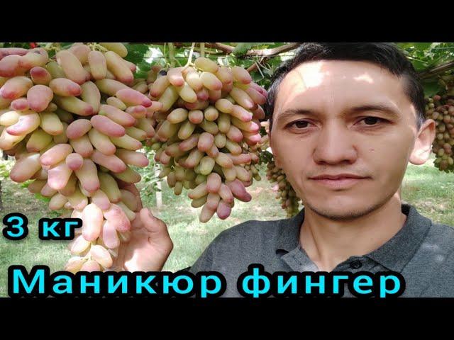 Узумнинг янги нави дахшат