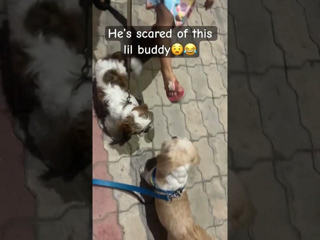 What a coward dog‍️ #puppy #levi #shihtzu #dog #youtubeshorts #ytshorts #ytshortsindia #shorts