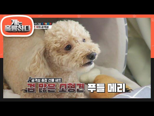 공격성 있는 개들의 특징 푸들이 문제가 많은 이유는 많이 키우기 때문에 [개는 훌륭하다/Dogs Are Incredible] | KBS 210719 방송