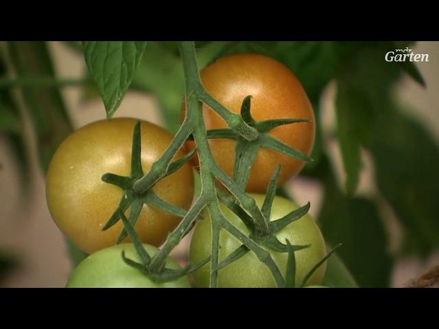 Tomaten beim Reifen helfen und Paprika ernten | MDR