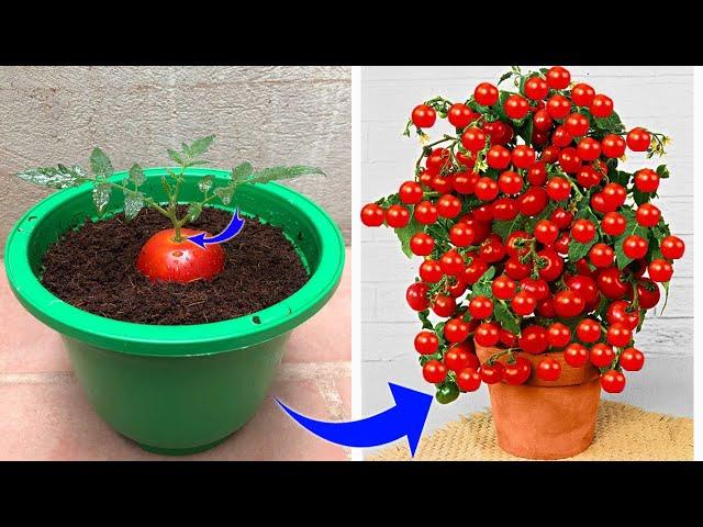 Few people know that tomatoes can be propagated this way | Relax Garden