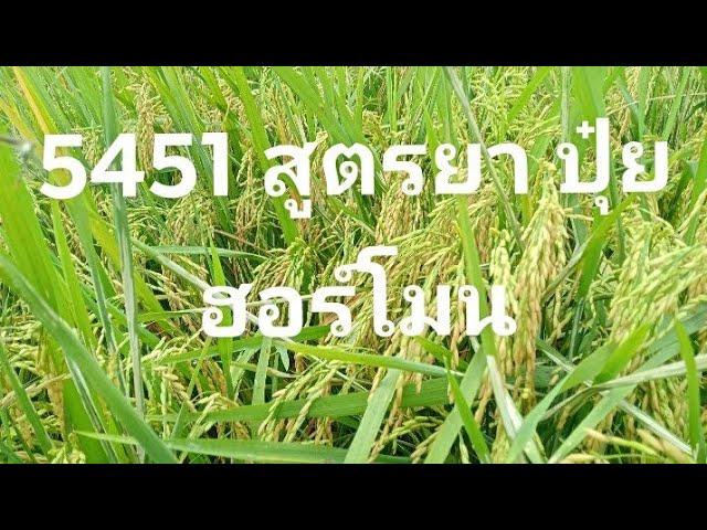 ข้าว5451 ฮอร์โมน ปุ๋ย ยา แบบไหนดี?