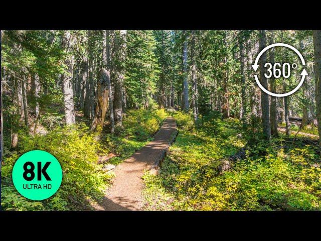 360° VR Forest Walk - 8K Virtual Relaxation with Soothing Forest Sounds & Bird Song - Part #1