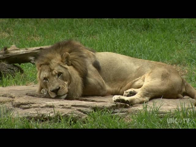 North Carolina Zoo | NC Weekend | UNC-TV
