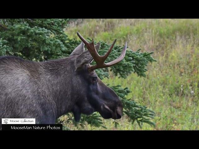 Cinderella Story Bull Moose Style, This Little Guy is Adorable #moose