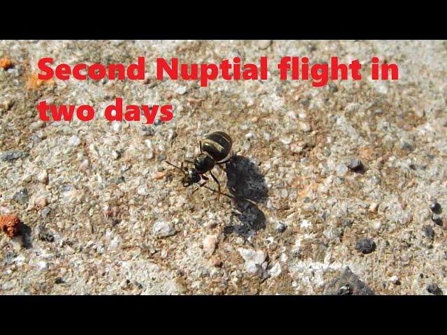 Nuptial flight 17th July 2024 (only two days after the last one)