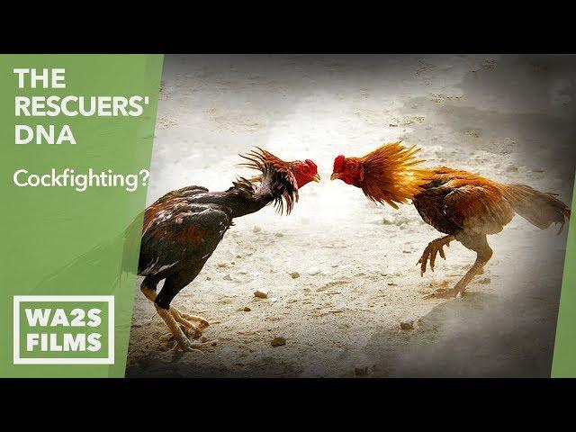 Cock Farmer Tethers Roosters & Confronts Animal Abuse Investigator - The Rescuers' DNA