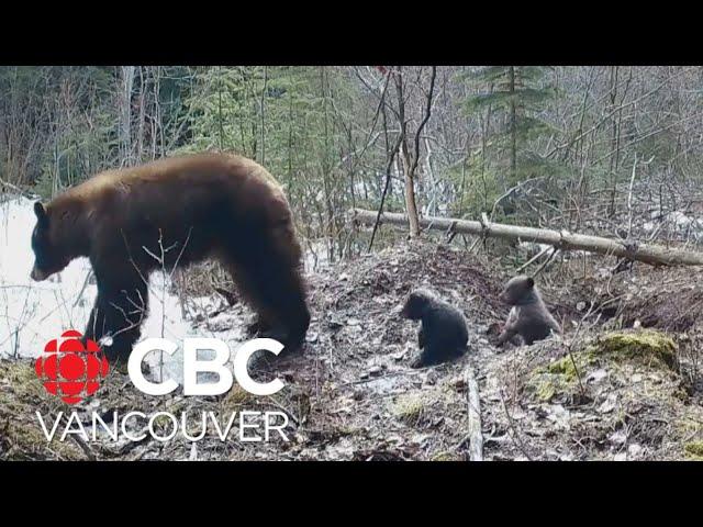 Tiny bear cubs emerge from winter hibernation