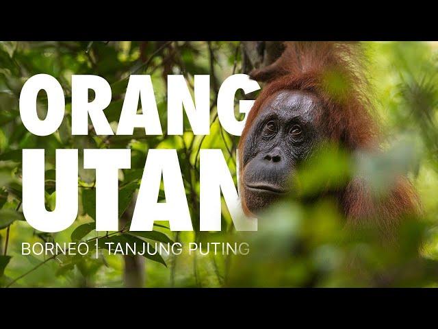 Orangutans of Borneo