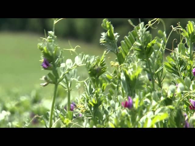 Cotswold Seeds Farm Visit: Vetch with Henry Edmunds, Organic Farmer.