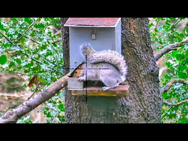 SQUIRREL HUNTING in Winter - Air Arms S510