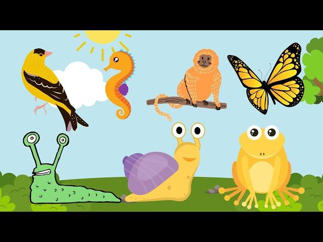 Bright Yellow Animals- Snapper Fish, Golden Monkey, Burmese Python, American Warbler Bird, Canary