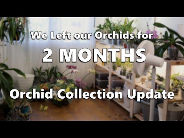 Our Orchids After 2 Months Away // Collection Update