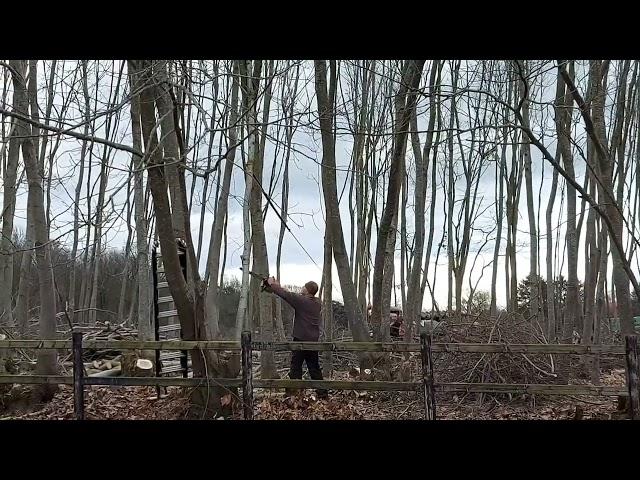 Rückhänger: Baum fällen mit seilwinde