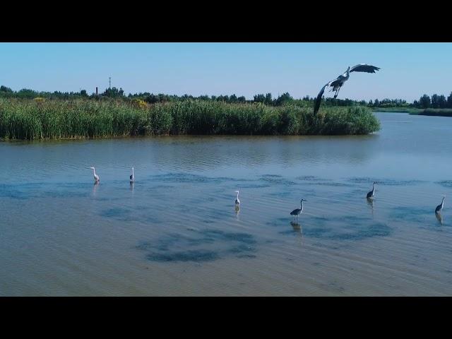 #CallYourPanda #PostForPlanet ——#Qilihai Wetland area*（七里海湿地） in #tianjin