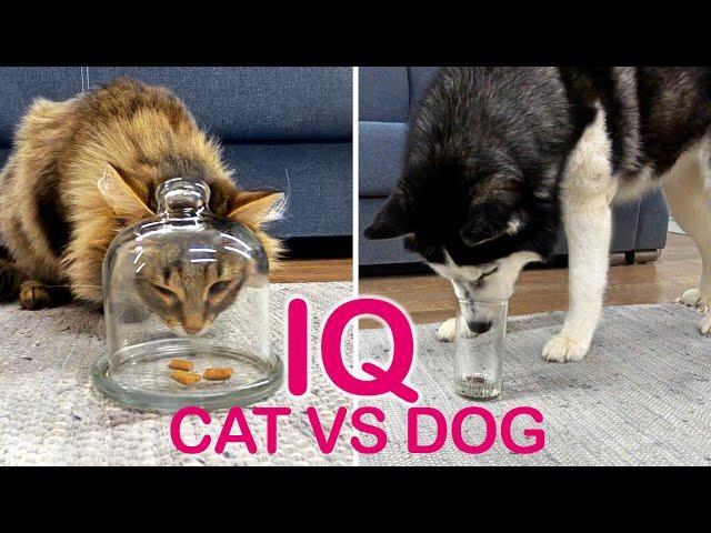 Is A Dog Really Smarter Than A Cat? I Check the IQ of My Husky And Kitty