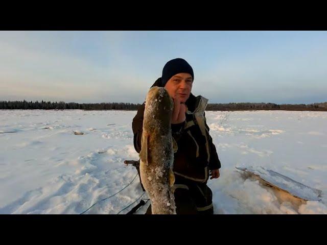 10 дней на рыбалке, а что же мы поймали / Зимняя рыбалка на налима / ШОК. Такого улова я не ожидал