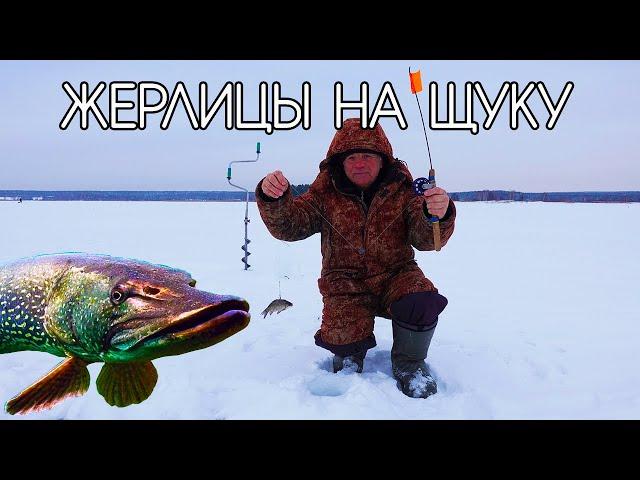 Как правильно ловить зимой щуку на жерлицы?!