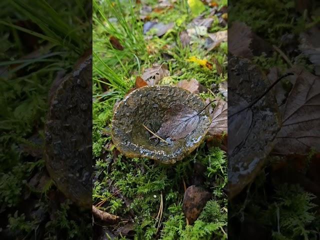 Lactarius necator / The Ugly Milk-cap / Cūcene