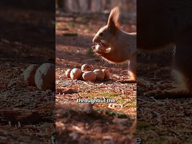 Nutty Preparations #squirrel #animals #rescue #shortvideo