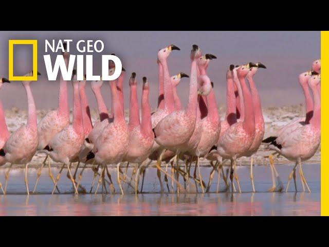 These Flamingos Have Sweet Dance Moves | Wild Argentina