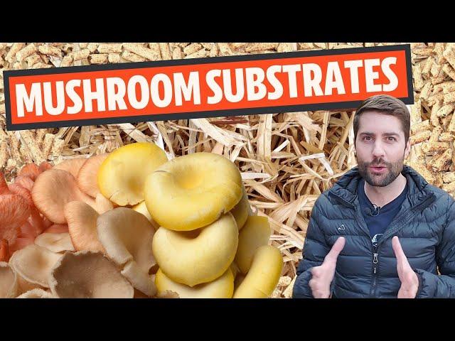 Understanding Mushroom Substrates (What Do Mushrooms Grow On?)