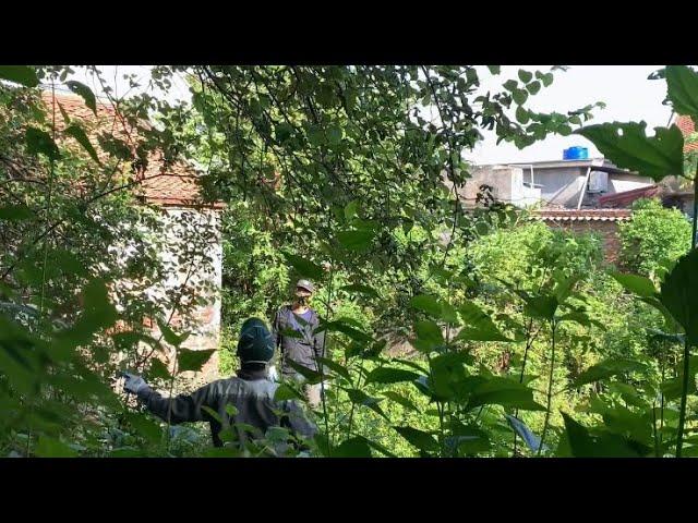 Eye-catching transformation of a house abandoned for 30 years - Cutting down overgrown trees