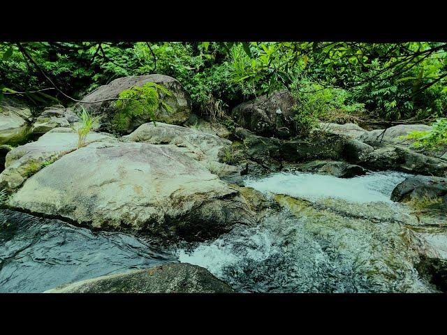 Deep Relaxation Nature Sounds | Healing Stream Flowing & Birds Chirping | White Noise ASMR