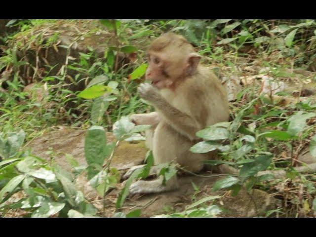 Monkey Riya  in Sovanna  Group,Jan24,2022 /U-Share Mk05