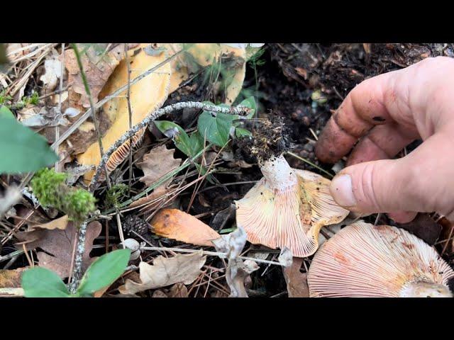 Bella fiorita funghi “sanguinelli”