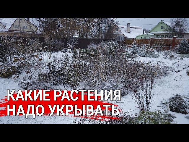 Какие растения надо укрывать