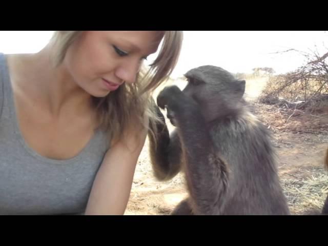 Being groomed by Shauna the baboon