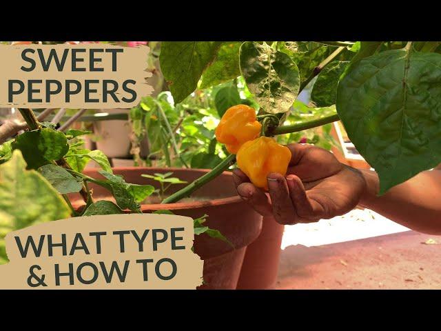 Why Bell Peppers Don't Grow Well in Florida