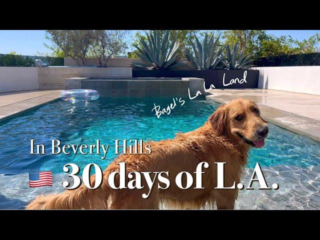 MY DOG lives in Beverly Hills modern pool MANSION for 30 Days | LA travel l Malibu l Disneyland