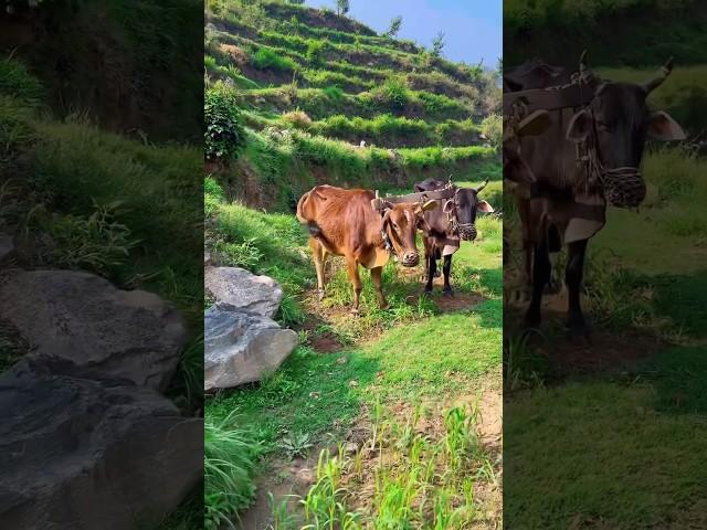 Village life of Uttarakhand, Kanchan Negi #shortfeed #pahad #ruralpahadlife