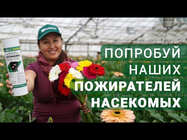 Биотехнологии на защите тепличных культур