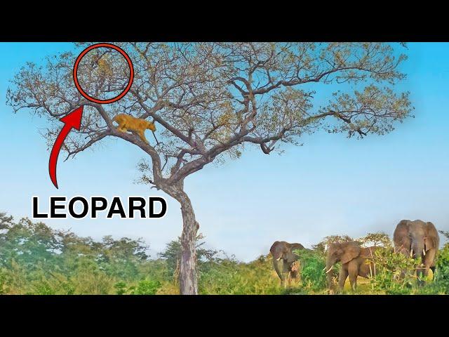 Elephants Save Leopard From Lions in Tree